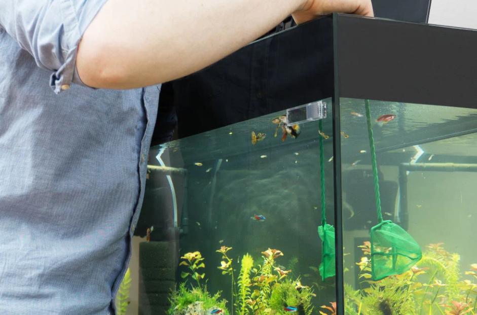 How To Move Long Distance With Your Fish Aquarium Safely