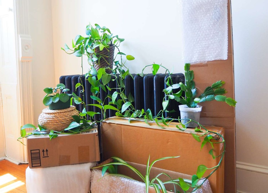 how to move plants
